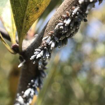 Image of Woolly Apple Aphid