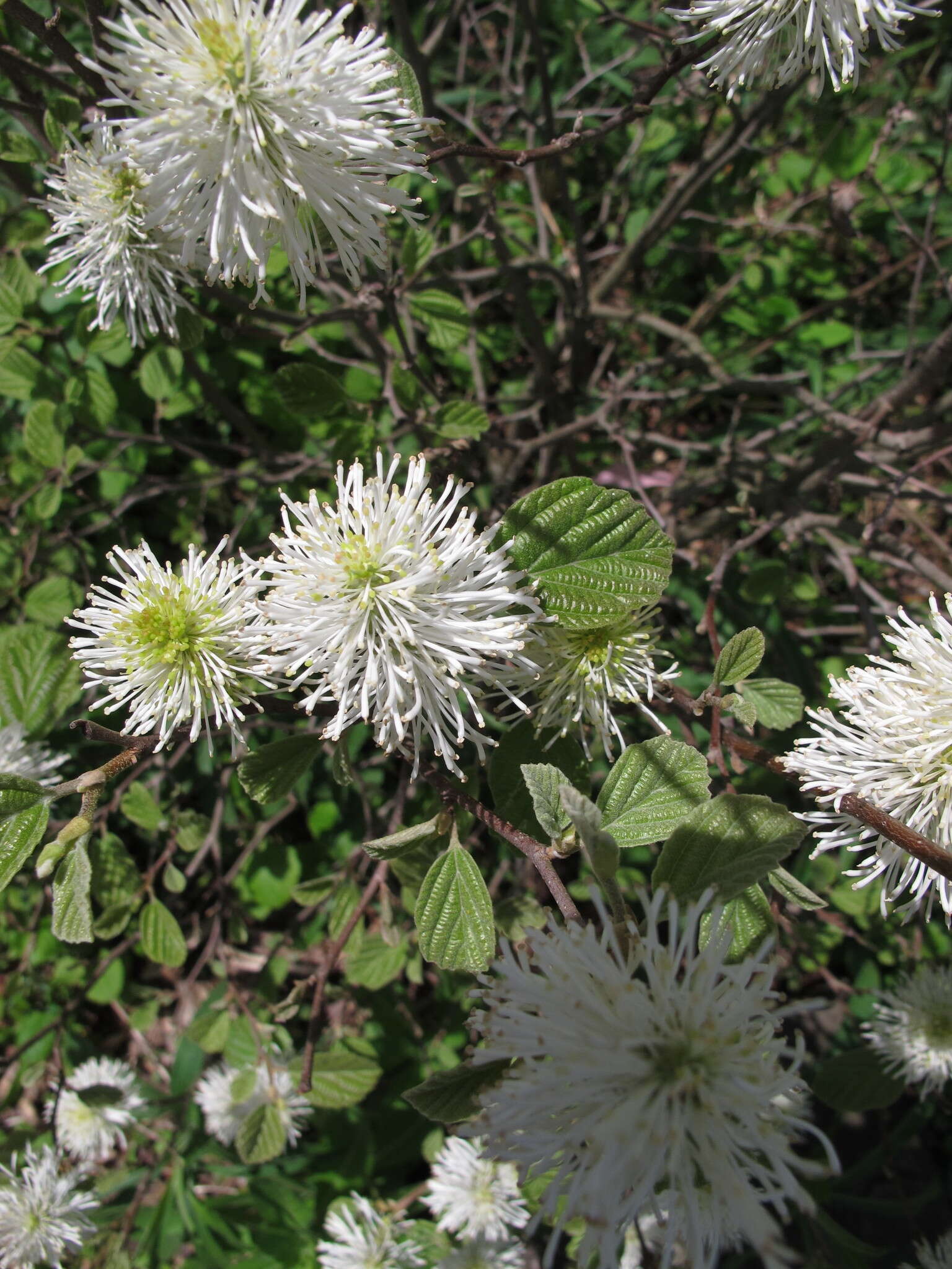 Imagem de Fothergilla gardenii Murr.