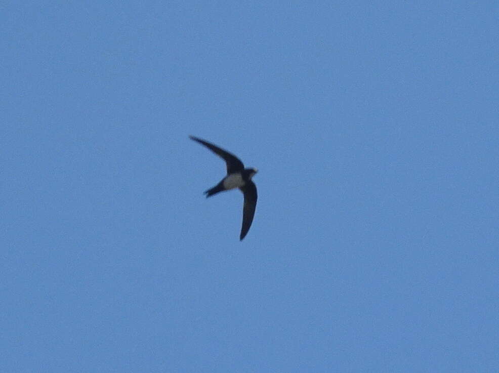 Image of Alpine swift