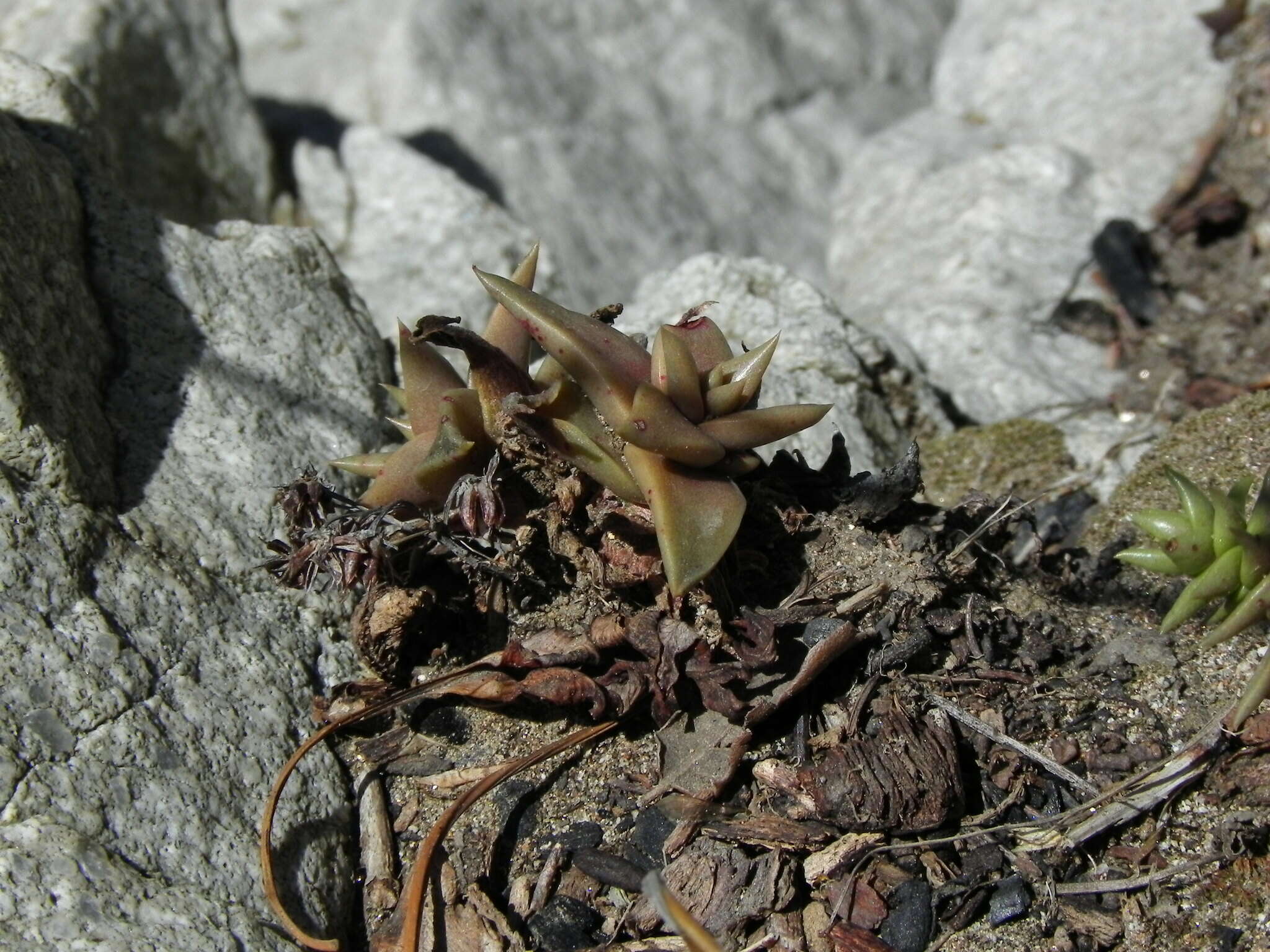 Plancia ëd Dudleya cymosa subsp. crebrifolia K. M. Nakai & Verity