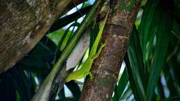 Image of Jamaican giant anole