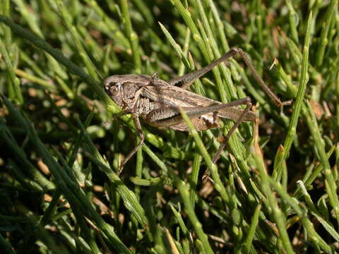 Plancia ëd Platycleis albopunctata monticola (Chopard 1924)