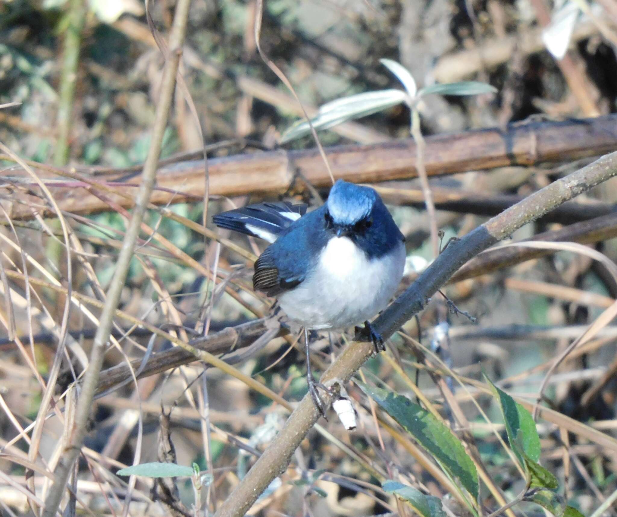 Image de Gobemouche bleu-ardoise