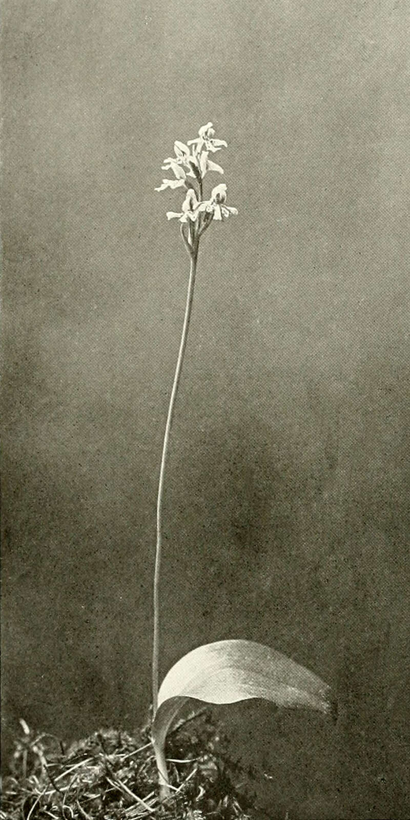 Plancia ëd Galearis rotundifolia (Banks ex Pursh) R. M. Bateman