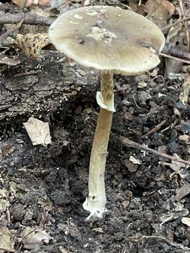 Image of Amanita solaniolens H. L. Stewart & Grund 1974