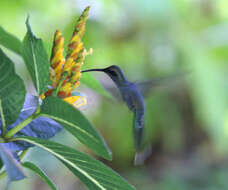 Image of Green Hermit