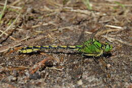 Image of Green Gomphid