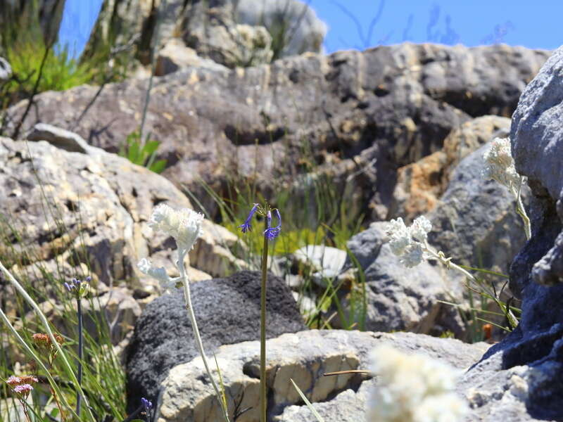 Imagem de Agapanthus walshii L. Bolus