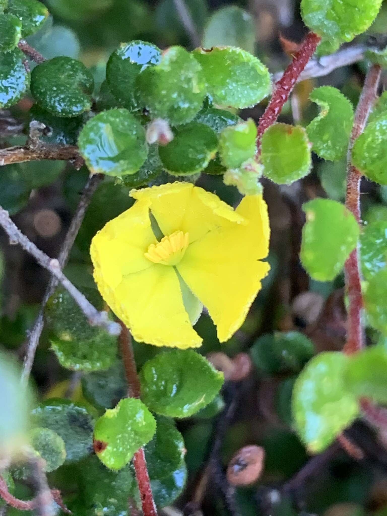 Image of Hibbertia decumbens H. R. Toelken