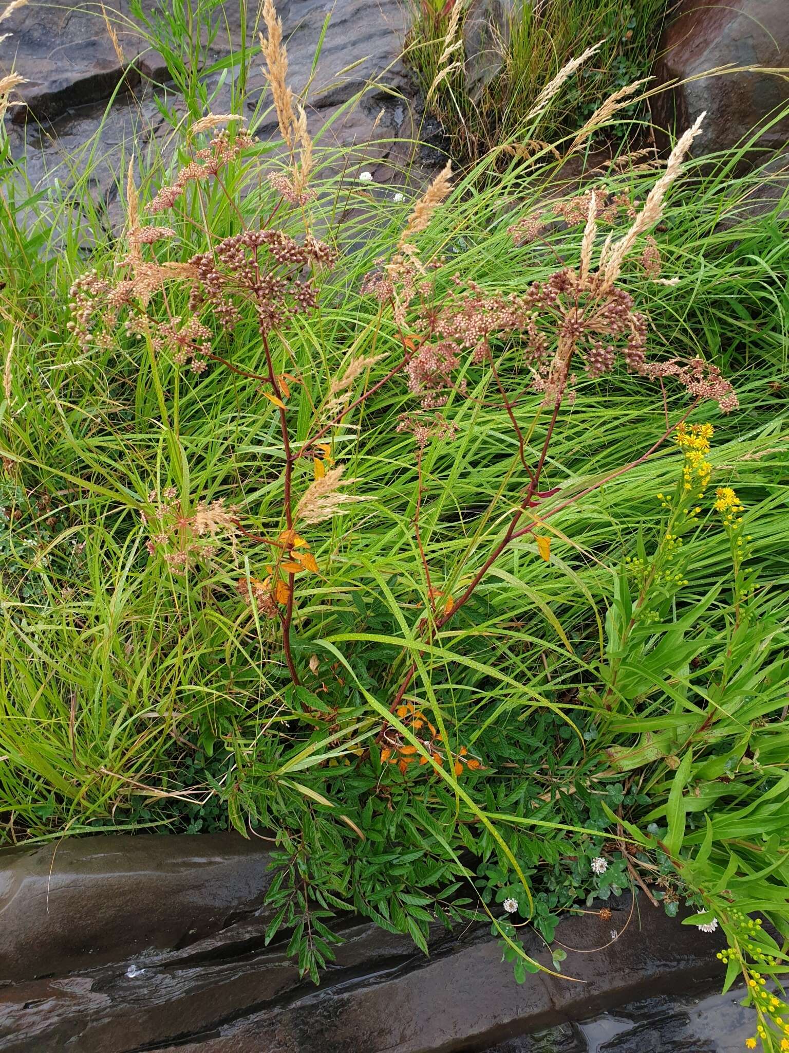 Imagem de Cicuta maculata var. victorinii (Fern.) B. Boivin