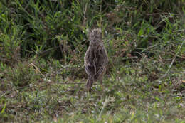 Image of Rufous-naped Lark