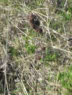 Image of roundhead lespedeza