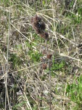 Imagem de Lespedeza capitata Michx.