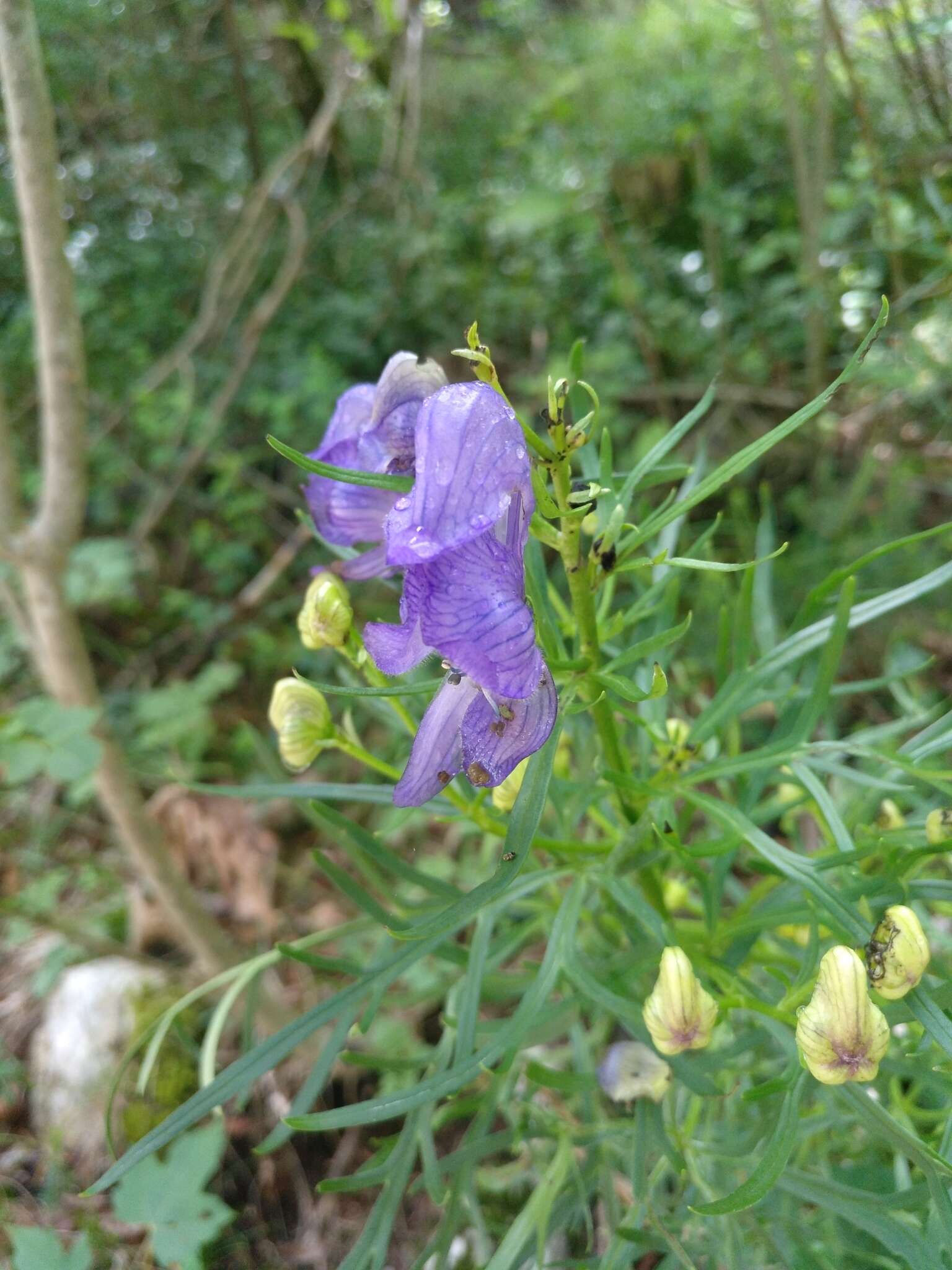 Image of Aconitum angustifolium Bernh. ex Rchb.