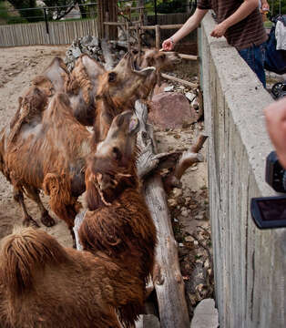 Image of Bactrian camel