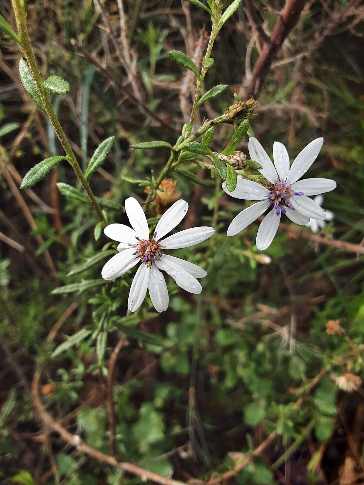 Sivun Olearia paucidentata (Steetz) F. Müll. ex Benth. kuva