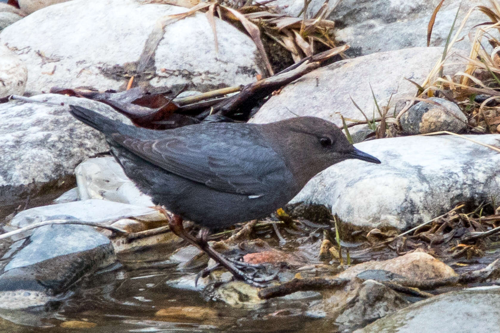 Image of American Dipper