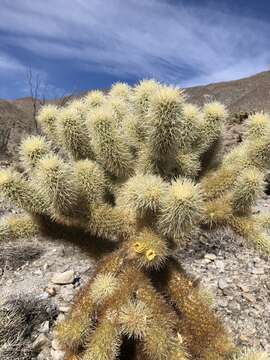 Image of Cylindropuntia bigelovii var. bigelovii