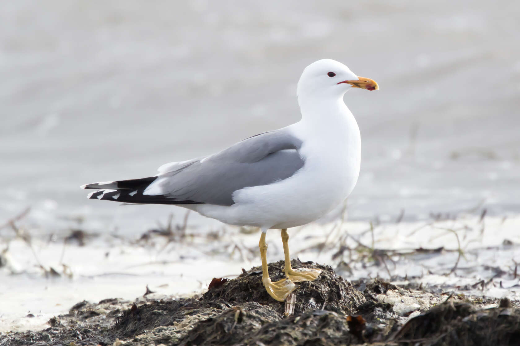 Larus californicus Lawrence 1854 resmi