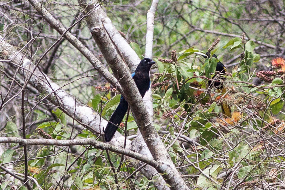 Image of San Blas Jay