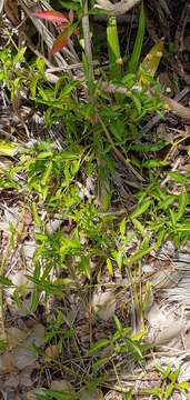 Image of yellow joyweed