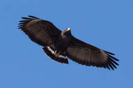 Image of Great Black Hawk