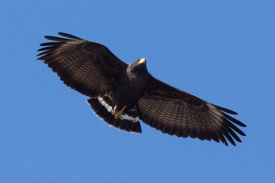 Image of Great Black Hawk