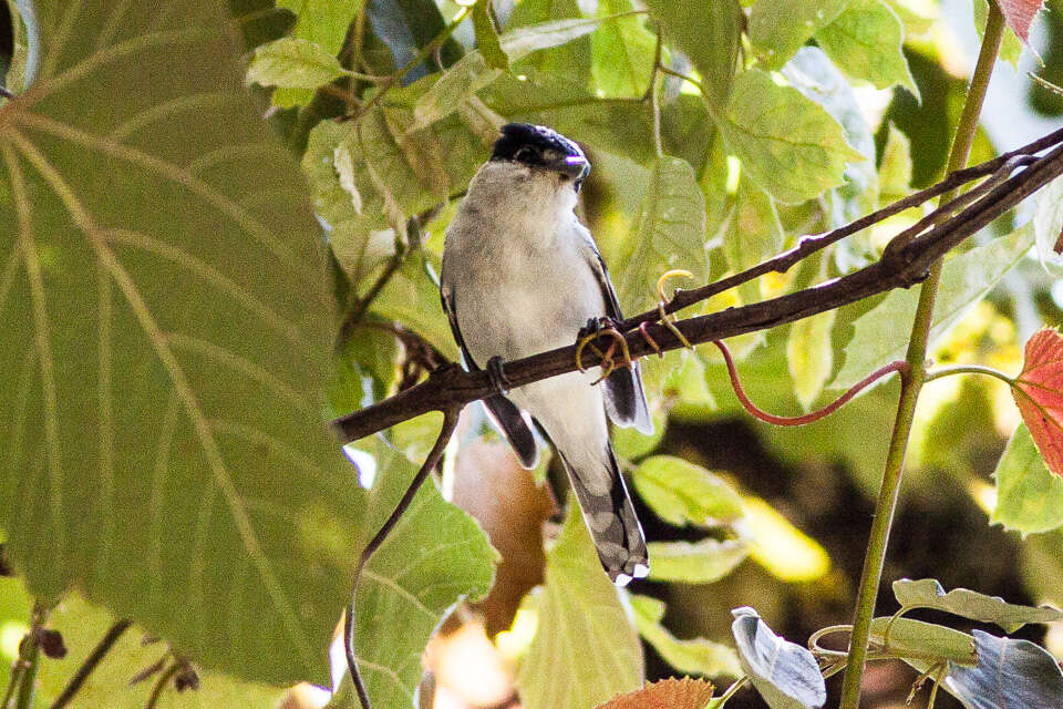 Image of Gray-collared Becard