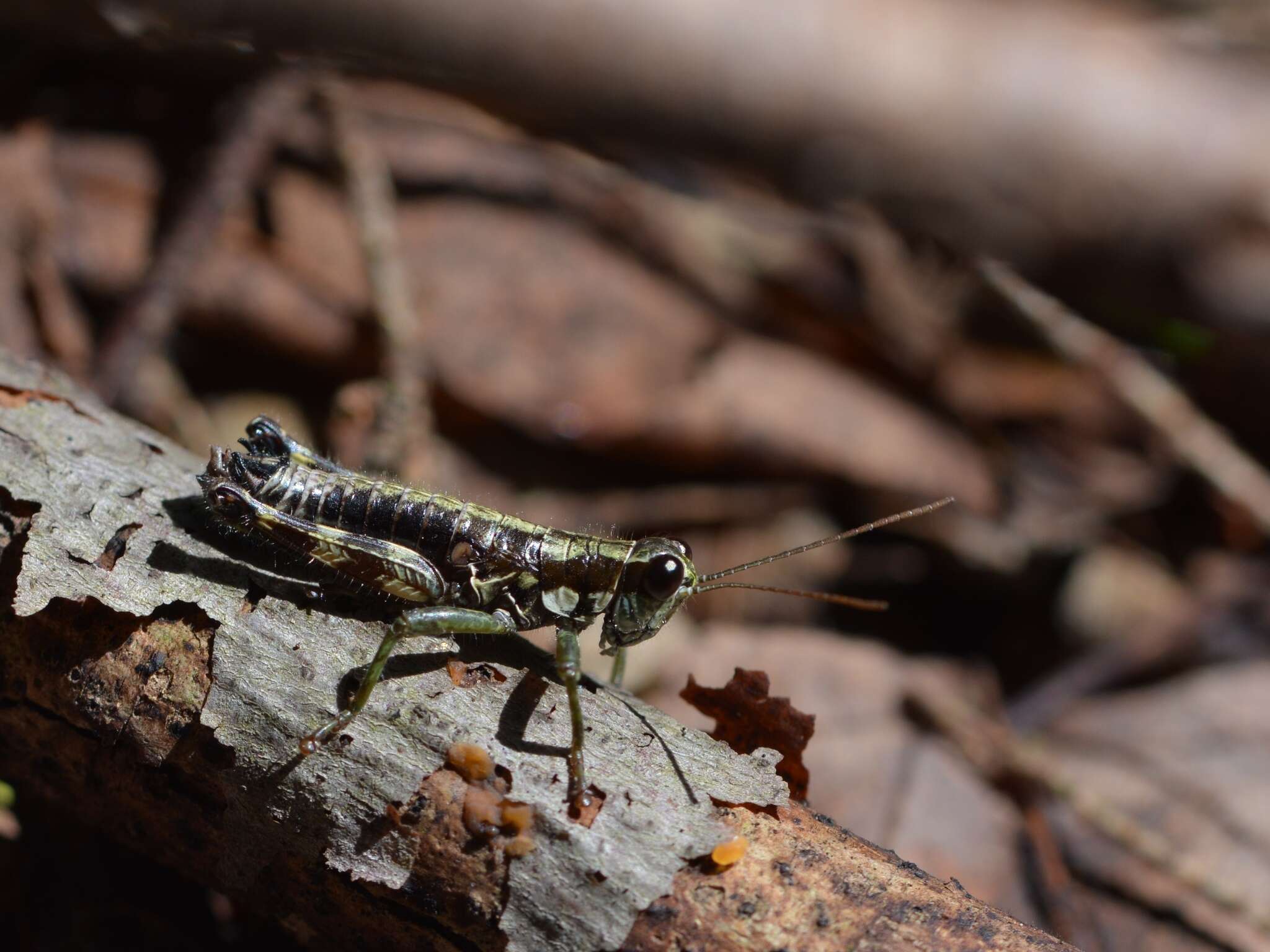 Слика од Booneacris glacialis (Scudder & S. H. 1862)