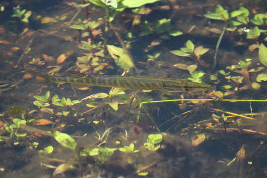 Image of Esox americanus americanus