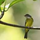 Image of Yellow-bellied Whistler