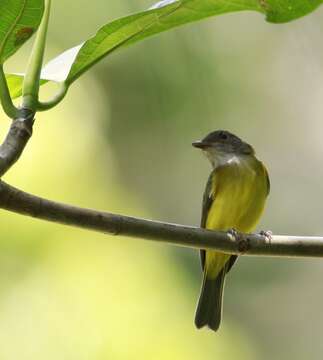 صورة Pachycephala philippinensis (Walden 1872)