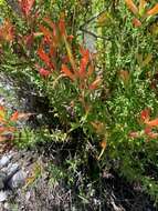 Image of <i>Castilleja <i>tenuiflora</i></i> var. tenuiflora