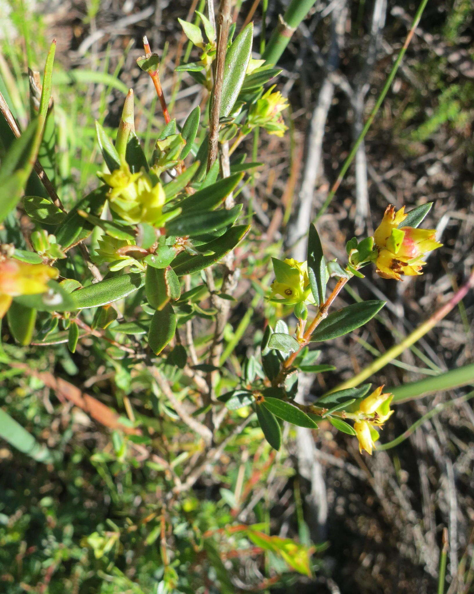 Penaea acutifolia A. Juss.的圖片