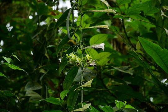 Plancia ëd Vanilla mexicana Mill.