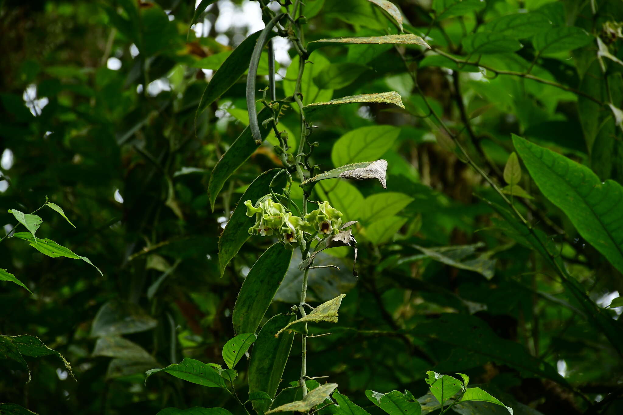 Plancia ëd Vanilla mexicana Mill.