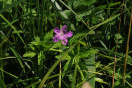 Imagem de Geranium palustre L.