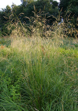 Image of Tufted Hair-grass