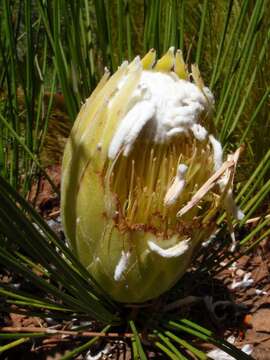 Image of Protea lorea R. Br.