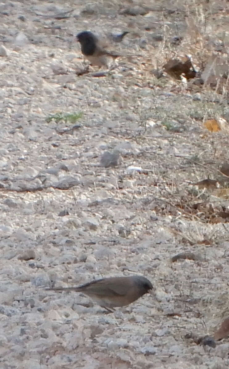 Image of Junco hyemalis mearnsi Ridgway 1897