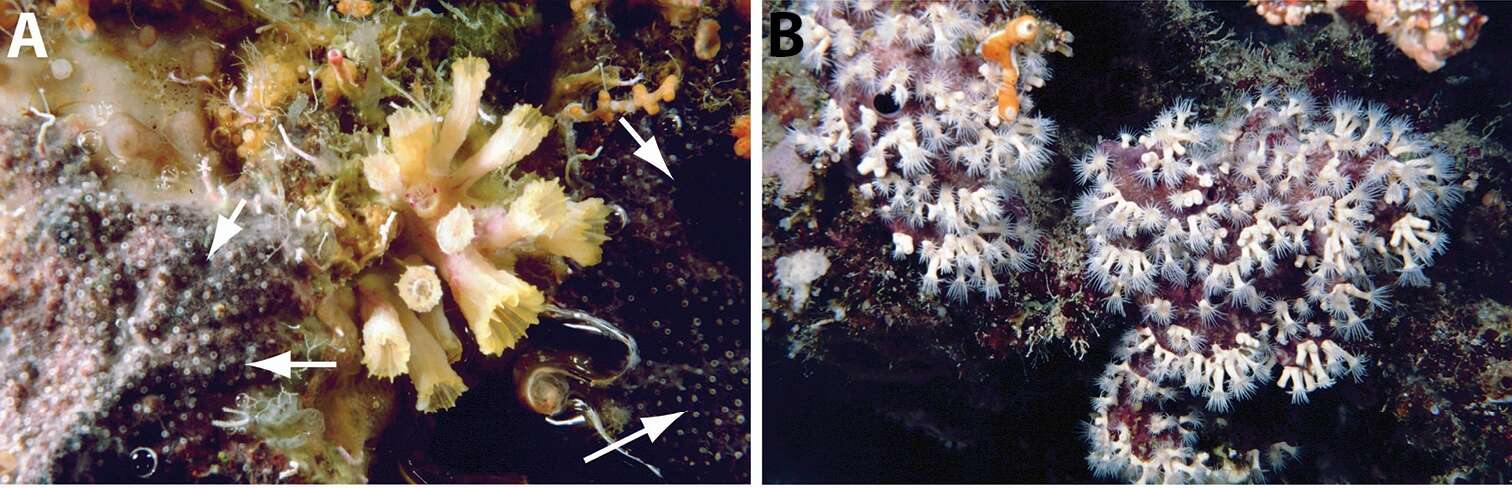 Image of symbiotic colonial anemones