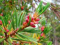 Image of whitebark pine