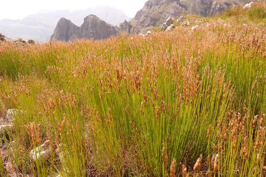 Image of Askidiosperma esterhuyseniae (Pillans) H. Linder