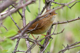 Image of Brown Bush Warbler