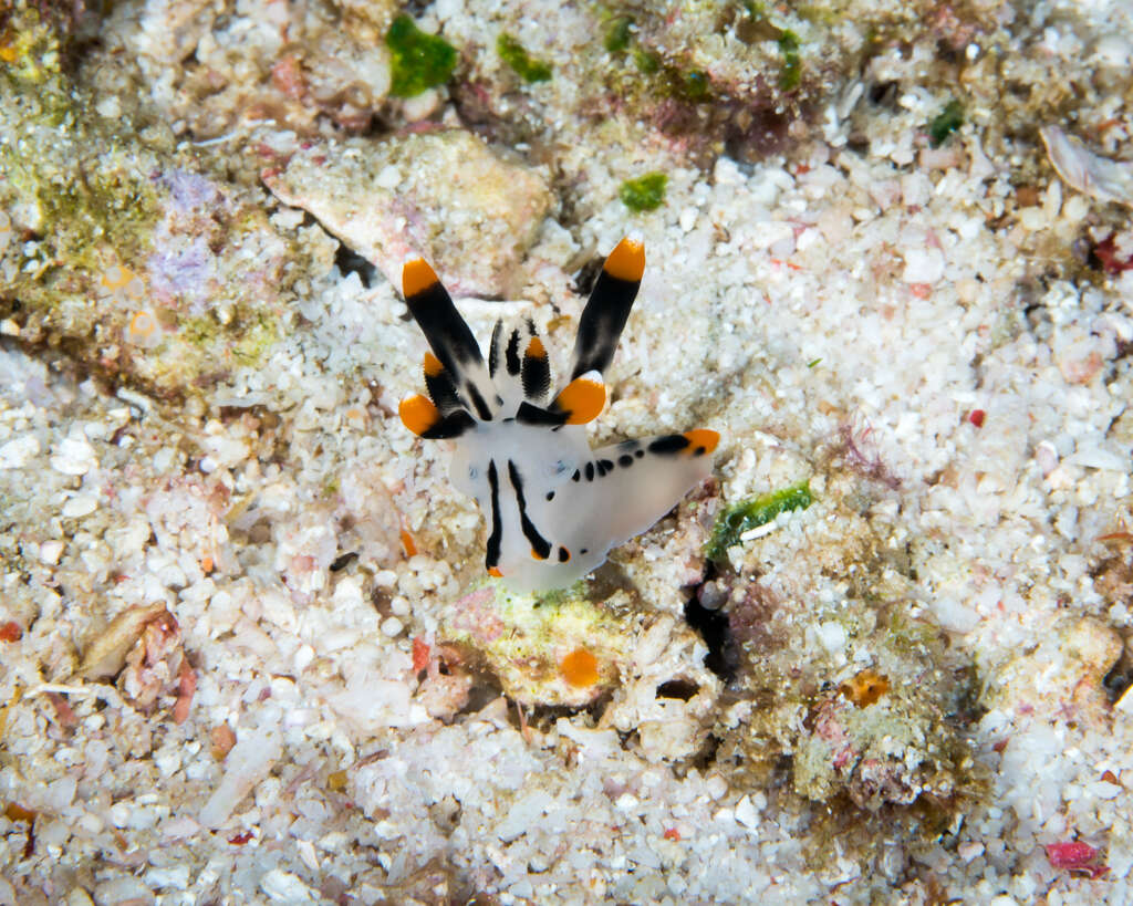 Image of Orange tip black line grey slug