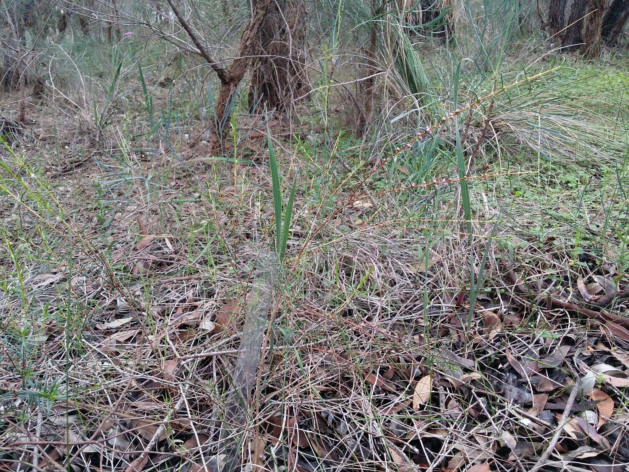 صورة Hypocalymma robustum (Endl.) Lindl.