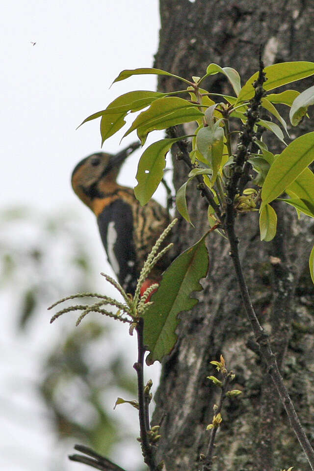 Image of Darjeeling Woodpecker