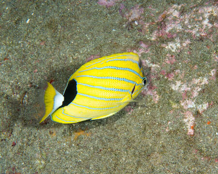 Image of Blue-lined Butterfly