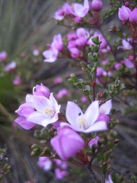 Image of small-leaved boronia