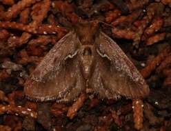 Image of <i>Euclea obliqua</i> Hy. Edwards 1886